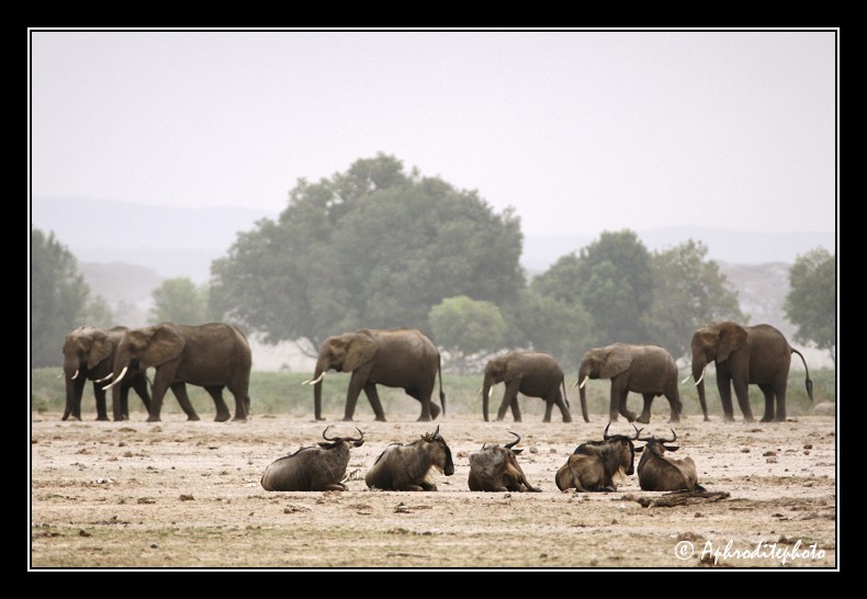 16 Safari Kenya